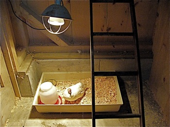 sick hen under heat lamp