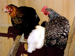 hens roosting