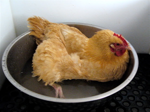 hen getting a bath
