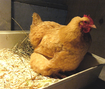 sick hen under heat lamp
