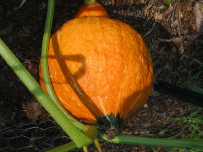 golden hubbard squash