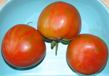 tomatoes