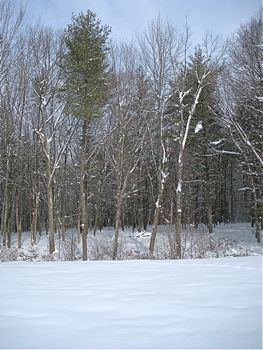 snowy trees