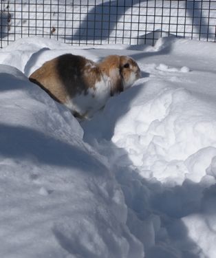 bunny in snow