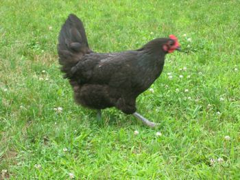 hen chasing a flying beetle