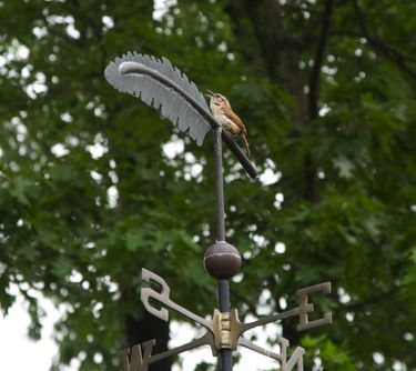 weathervane and Carolina Wren