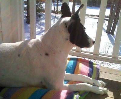 lily-on-porch