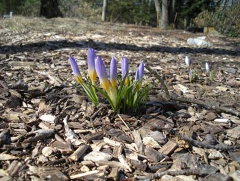 crocus