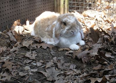 candy-in-shade