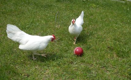 croquet