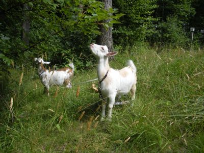 goats-eating-maple