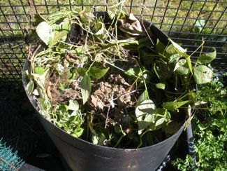 compost