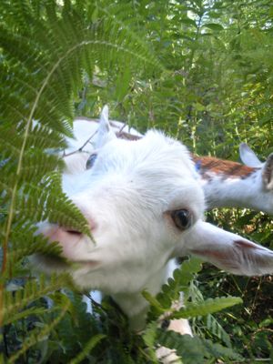 ferns are tasty