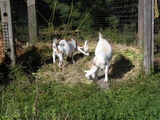 goats in compost