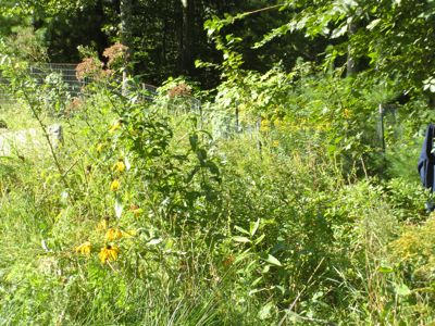 lush meadow