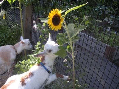 stop to eat the flowers