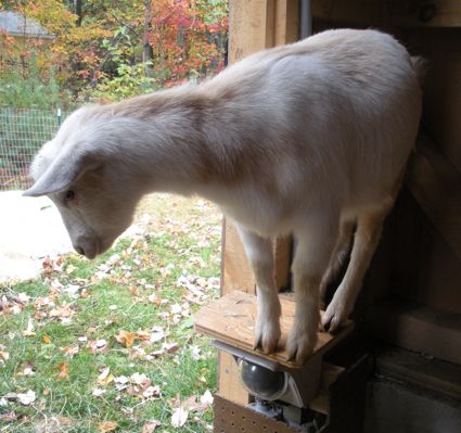 on goatcam