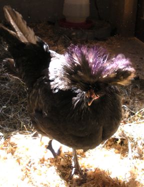 punk hen