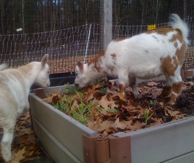 goats in the garden