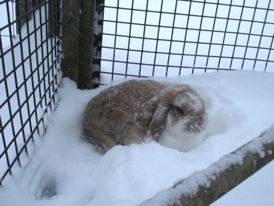 candy in snow