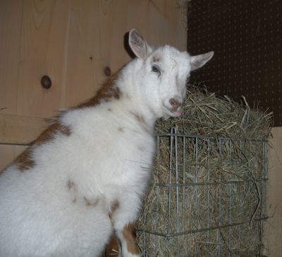 eating hay