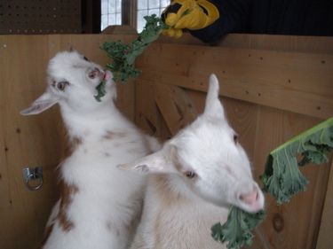 goats eating kale