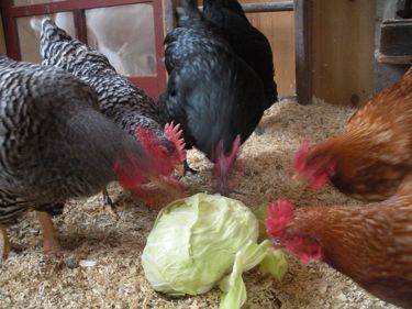 hens and cabbage