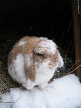 snow on bunny