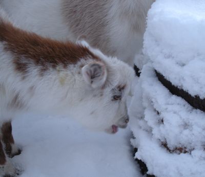 tasting snow