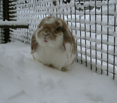 Candy in snow