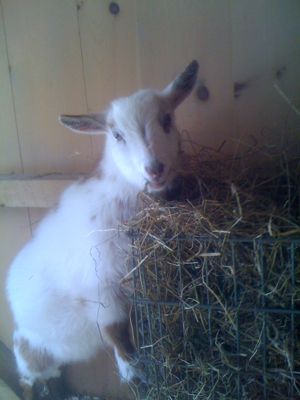 caper eating hay