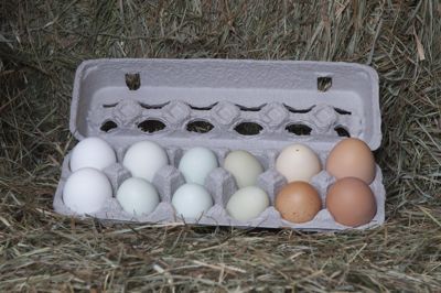 egg carton