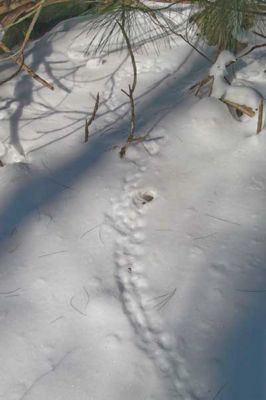 snow tracks