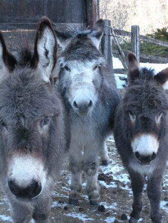 donkeys