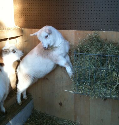 hay rack discussion