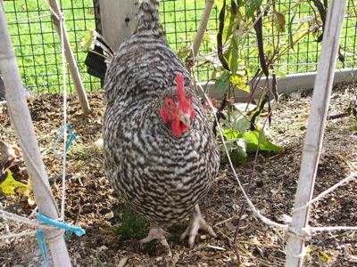 hen in the garden