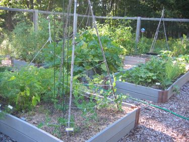 raised beds