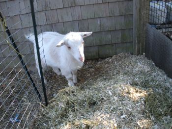 Pip in compost pile