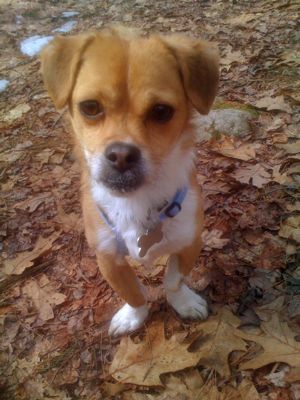 Scooter on a hike