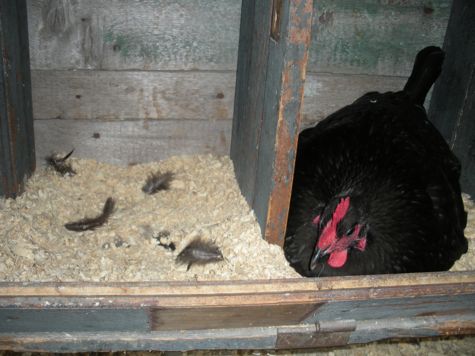 broody feather picking