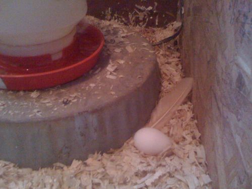 egg on floor