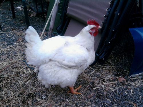 Fat Hens | HenCam