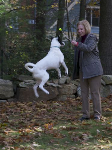 Lily leaps