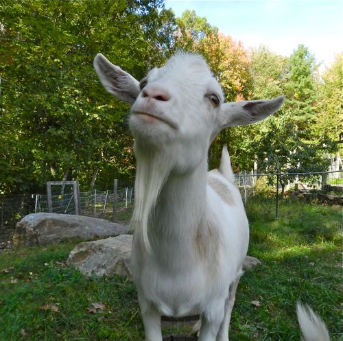 The Goats Get A Beard Trim | HenCam