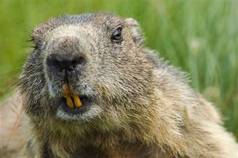 Image result for images of stupid looking groundhogs