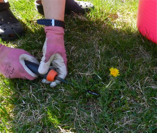 What is a dandelion digger?